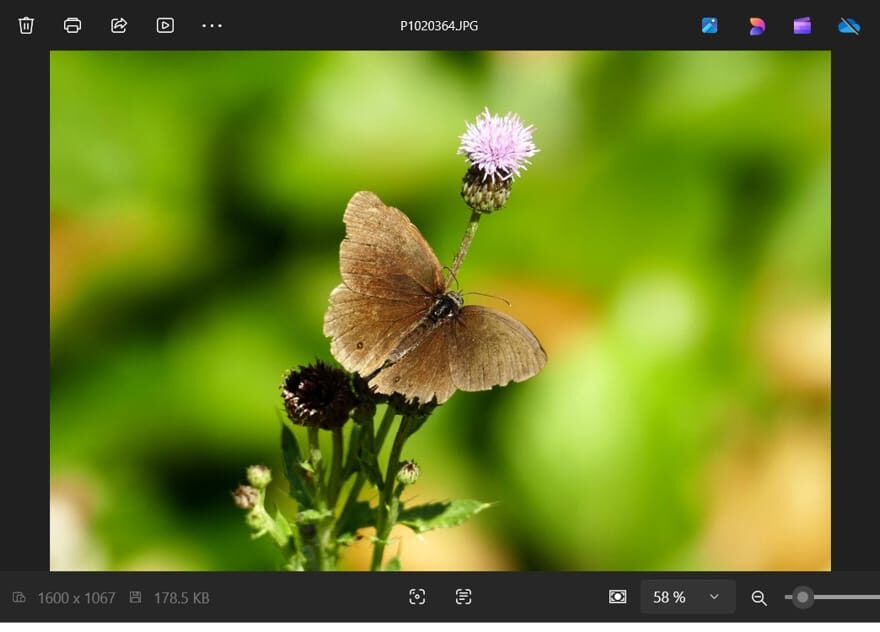 Screenshot der Windows Fotoanzeige beim Öffnen eines Bildes mit Schmetterling auf Blume